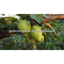 sell 2013 Early Su Pear